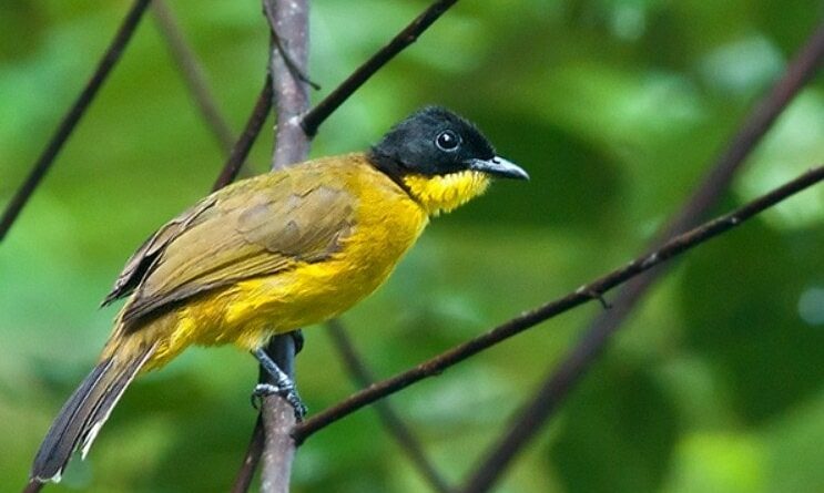 suara burung kutilang emas