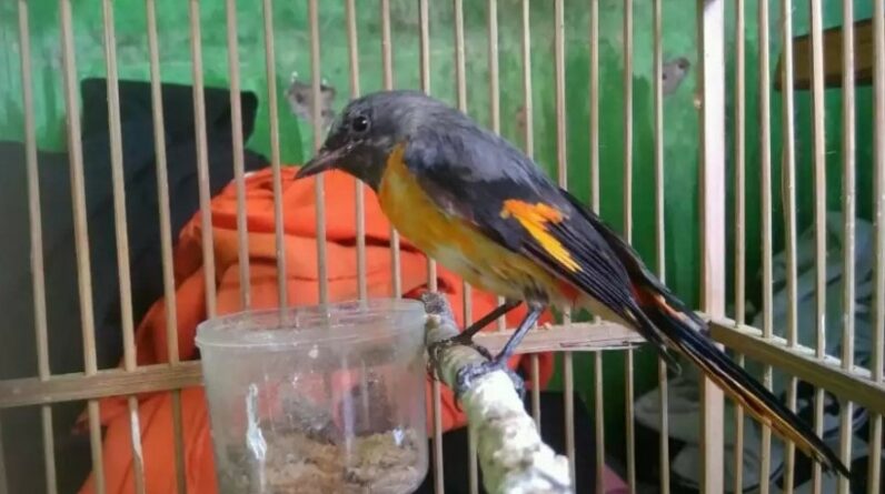 download suara burung mantenan