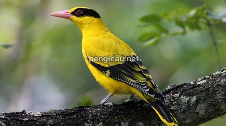 burung kepodang